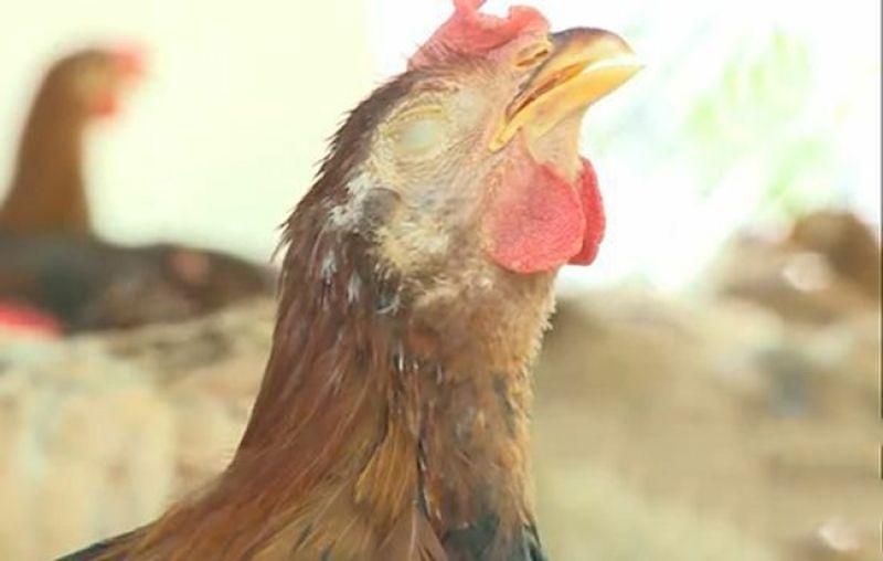 Bệnh hắt hơi ở gà (bệnh ORT): Nguyên nhân và phác đồ điều trị - Thế giới chọi gà