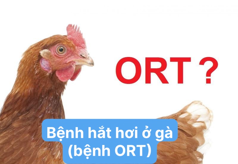 Bệnh hắt hơi ở gà (bệnh ORT): Nguyên nhân và phác đồ điều trị - Thế giới chọi gà