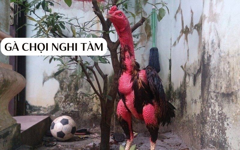 Gà chọi Nghi Tàm - Dòng gà chọi nổi tiếng làng Nghĩa Đô - Thế giới chọi gà