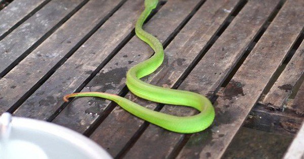 Khi rắn lục vào nhà có ý nghĩa gì? Bạn có Lộc không?