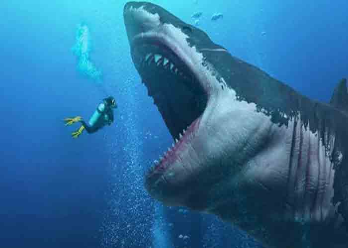 Chiêm bao mơ thấy cá mập dự báo điều gì đáng chú ý trong tương lai?