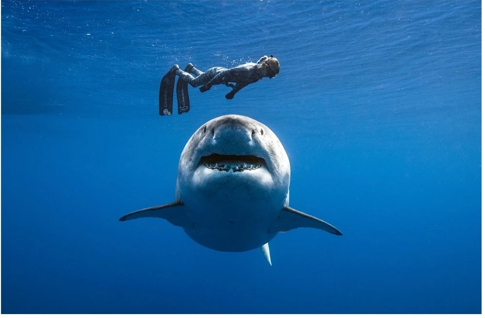 Có dễ “trốn thoát” khi bơi cùng cá mập? | Tạp chí Luật TP. Hồ Chí Minh