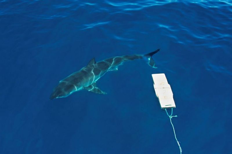 Ứng dụng công nghệ săn cá mập