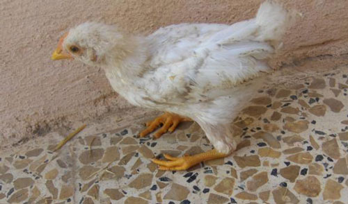 Bệnh marek ở gà, cách phòng và điều trị bệnh đúng quy trình