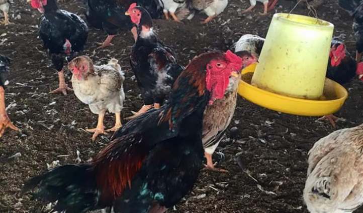 Bệnh Marek ở gà