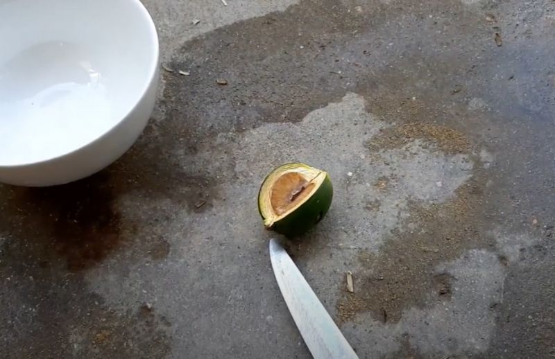 Tẩy giun sán cho gà bằng lá mơ hoặc hạt cau đơn giản nhất