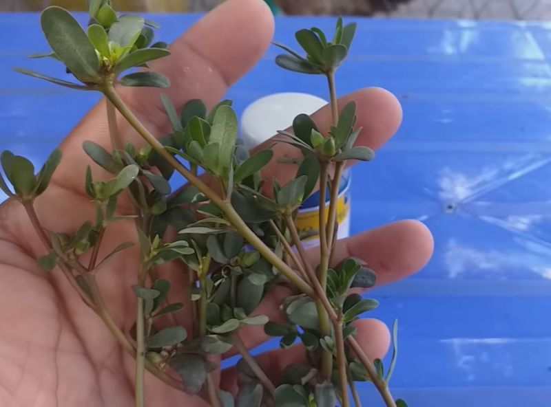 Tẩy giun sán cho gà bằng lá mơ hoặc hạt cau đơn giản nhất