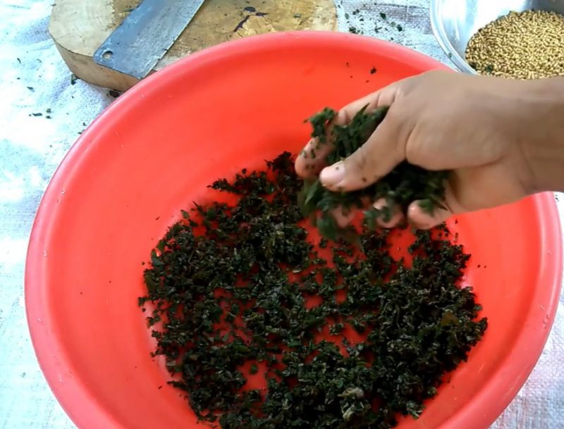 Tẩy giun sán cho gà bằng lá mơ hoặc hạt cau đơn giản nhất