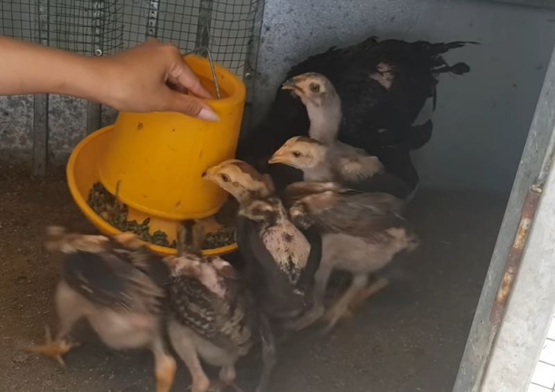 Tẩy giun sán cho gà bằng lá mơ hoặc hạt cau đơn giản nhất