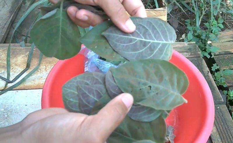 Tẩy giun sán cho gà bằng lá mơ hoặc hạt cau đơn giản nhất